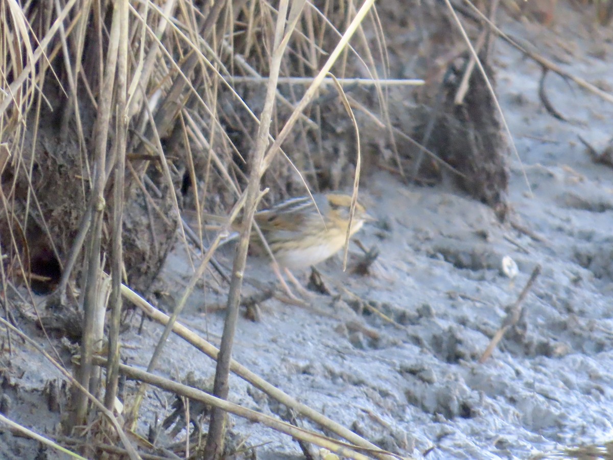 Nelson's Sparrow (Interior) - ML645244651