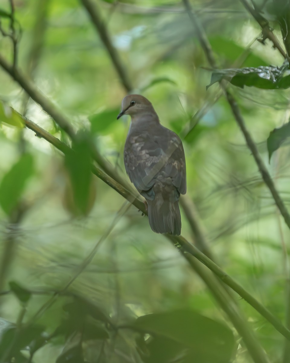 Gray-chested Dove - ML645244653