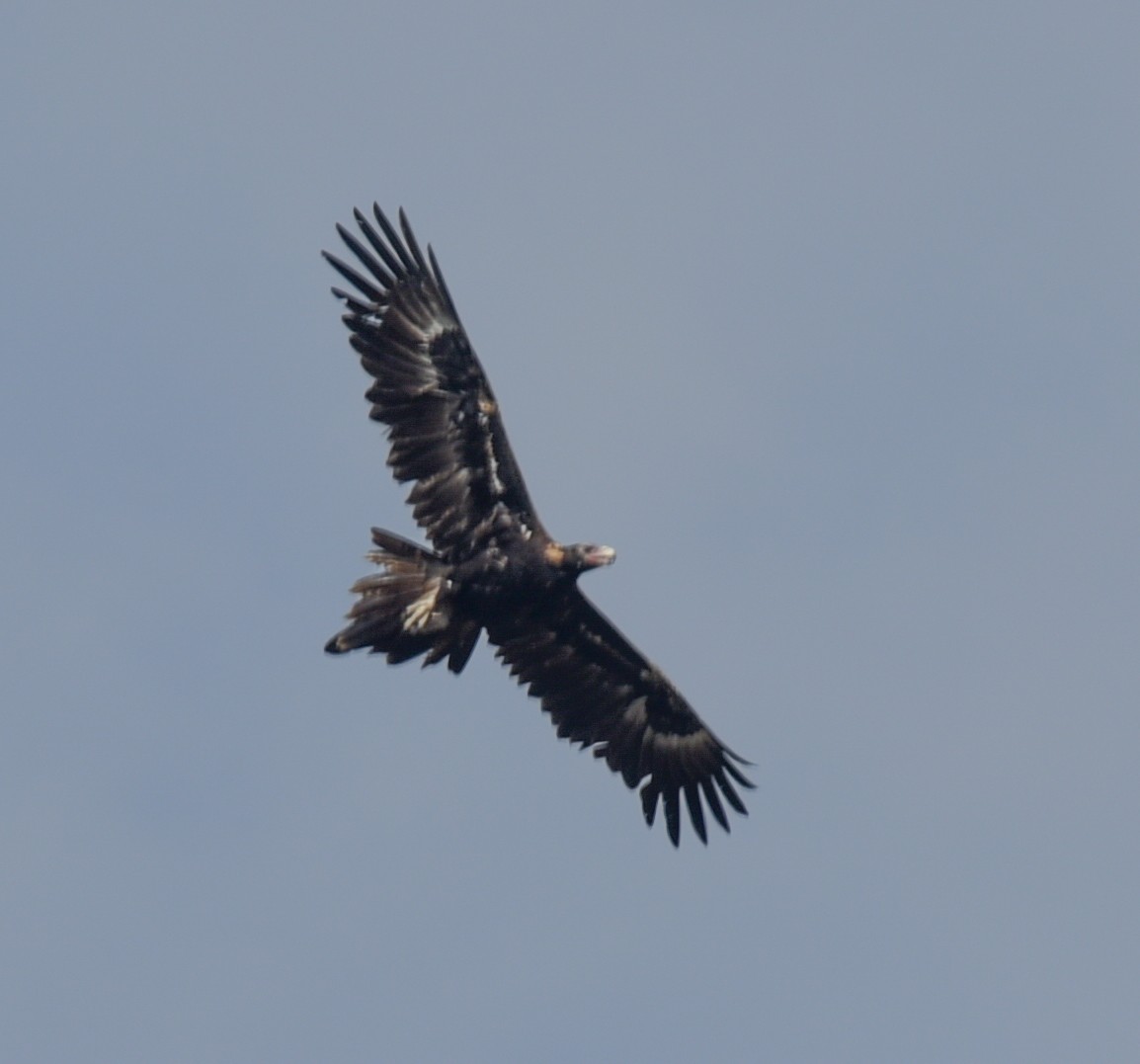 Wedge-tailed Eagle - ML645244662