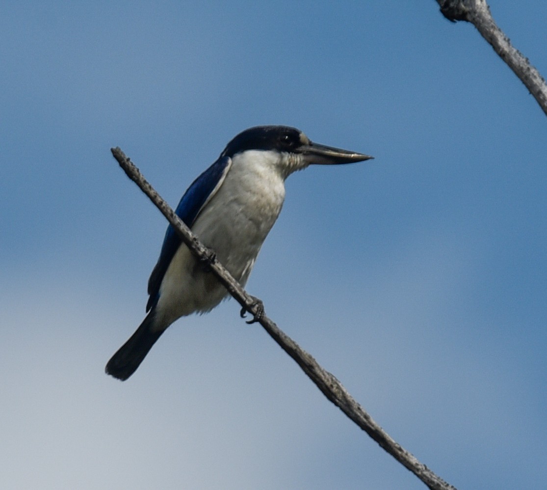 Forest Kingfisher - ML645244663