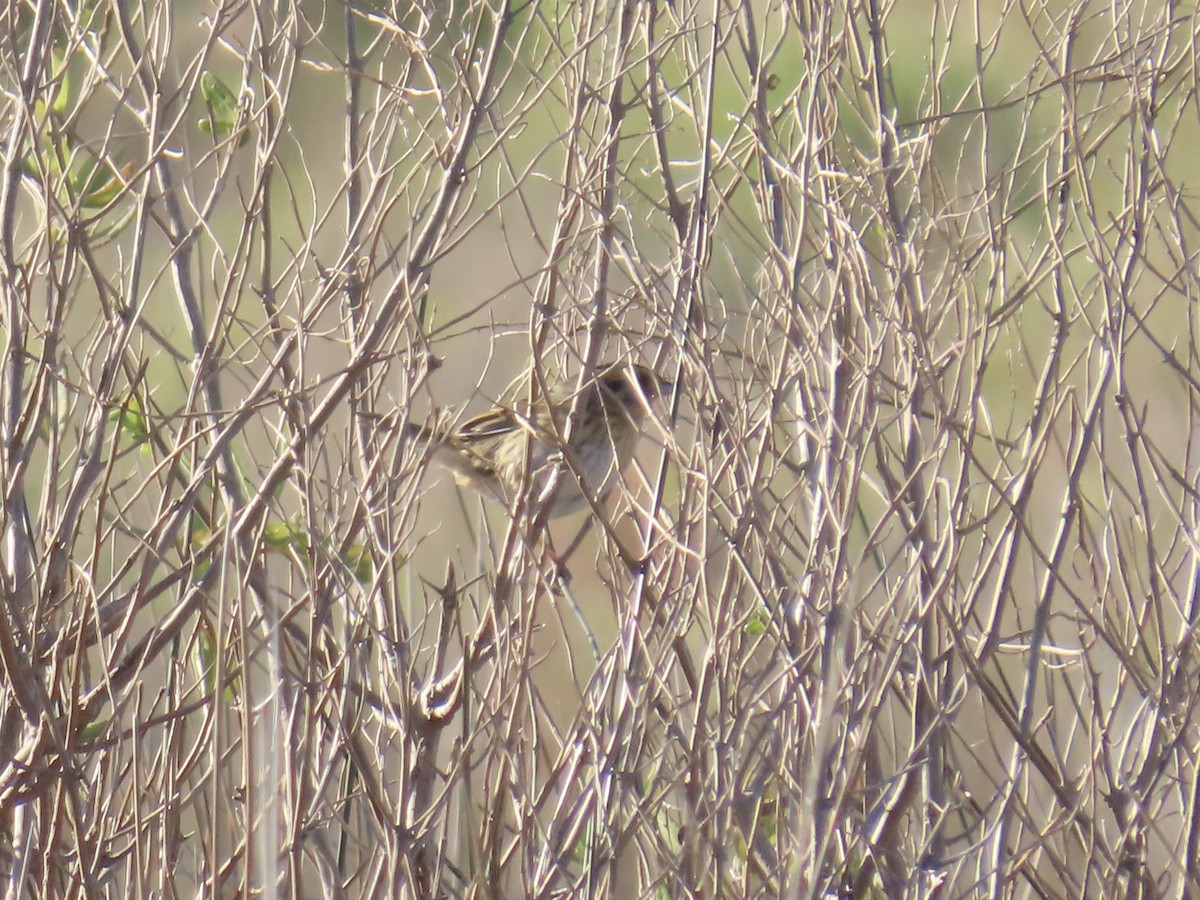 Nelson's Sparrow (Interior) - ML645244664