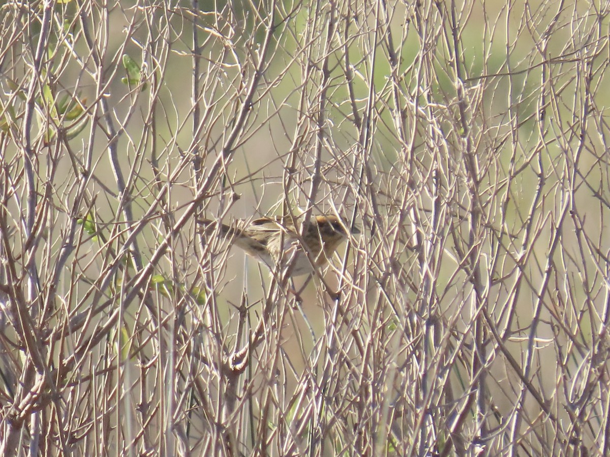 Nelson's Sparrow (Interior) - ML645244665