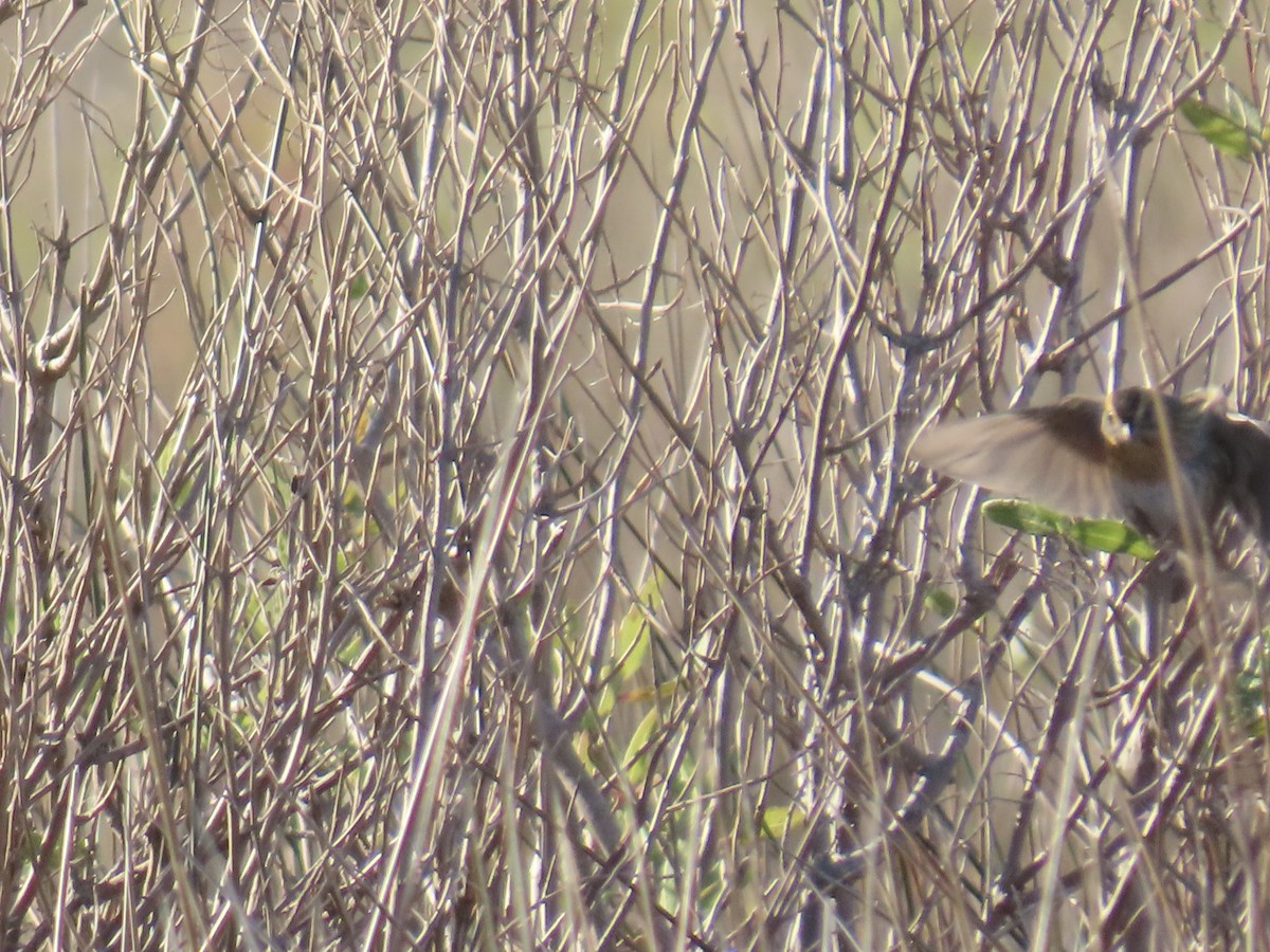 Nelson's Sparrow (Interior) - ML645244666