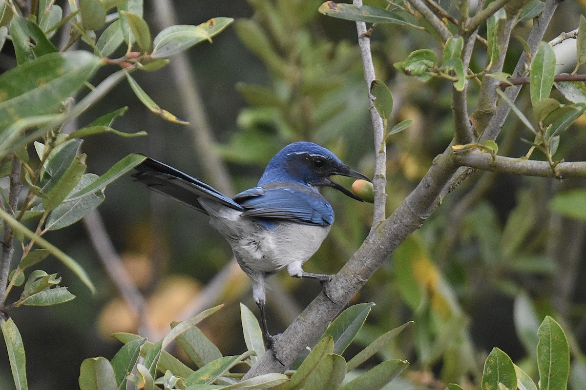 California Scrub-Jay - ML645244670