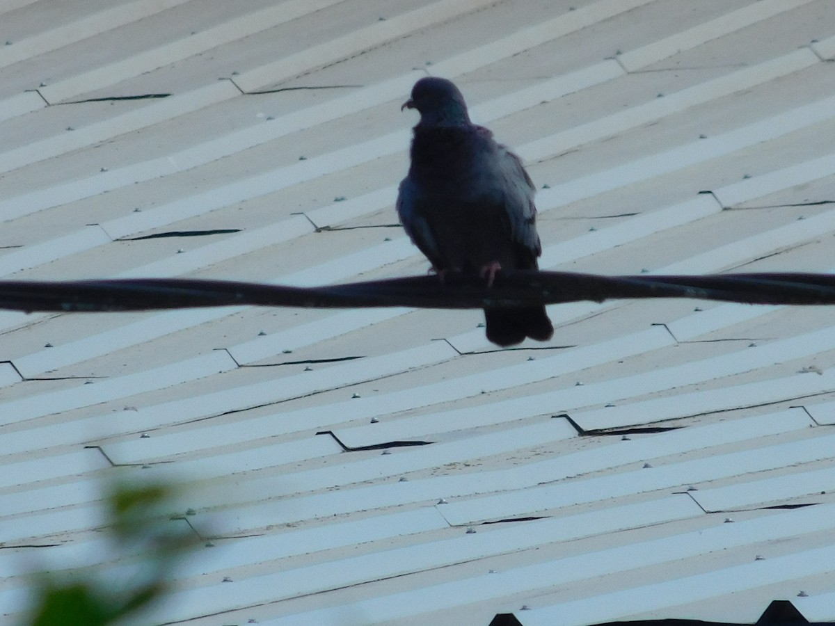 カワラバト（ドバト、家畜型） - ML645244675