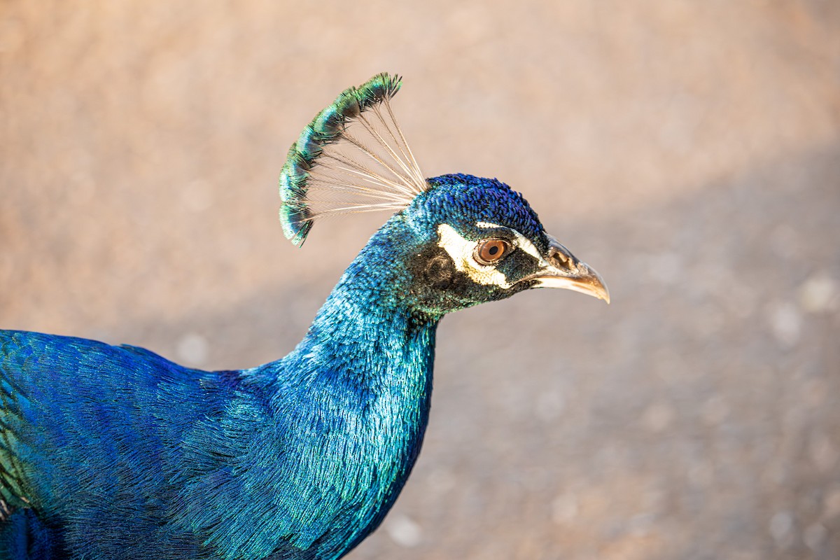 Indian Peafowl (Domestic type) - ML645244685