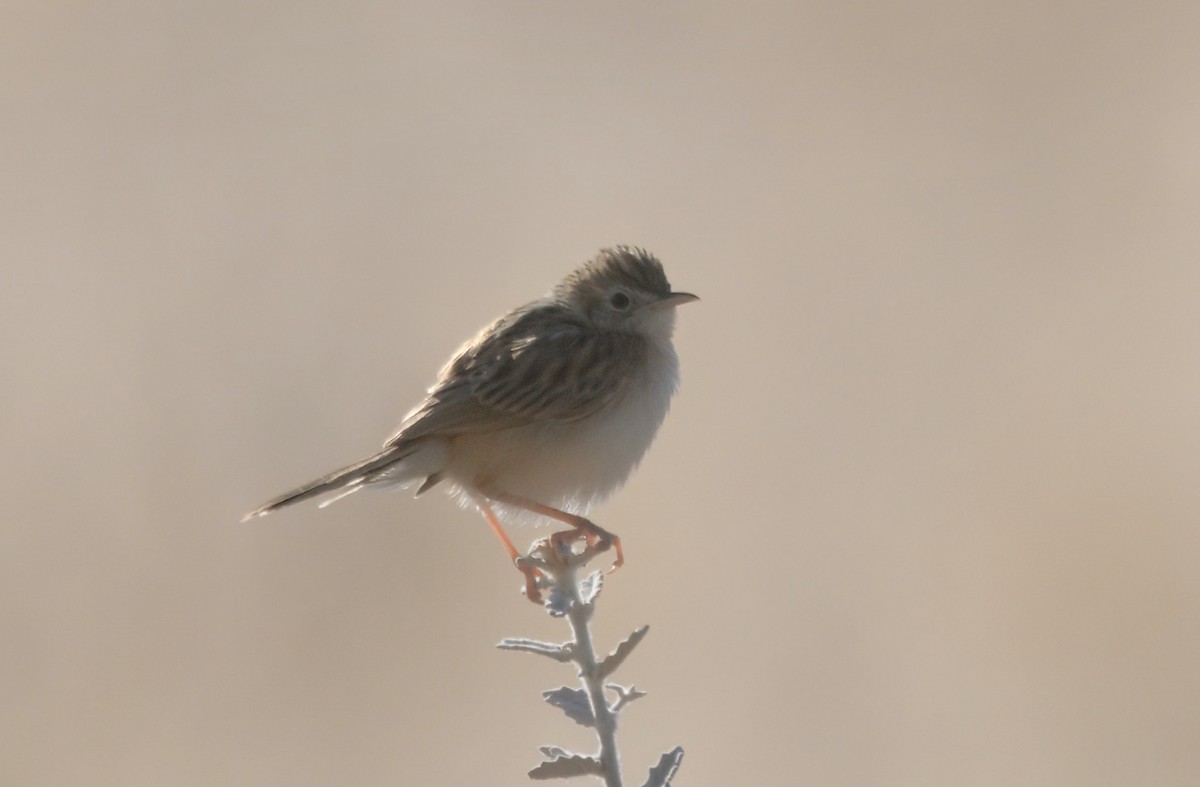 Desert Cisticola - ML645244688