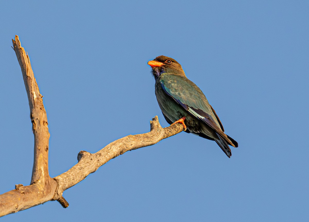 Dollarbird - ML645244696