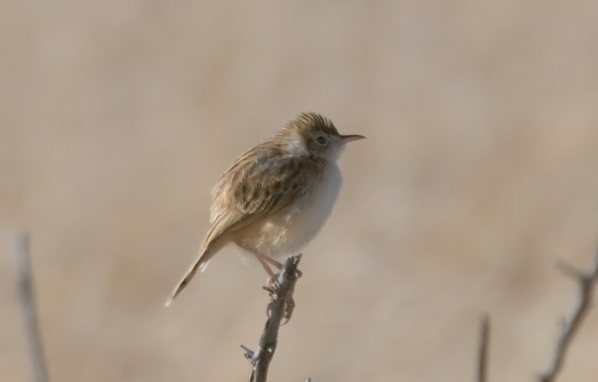Desert Cisticola - ML645244697