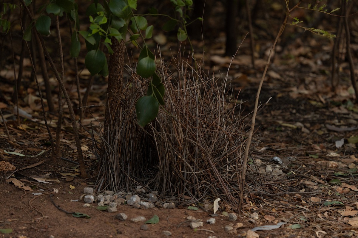 Great Bowerbird - ML645244703