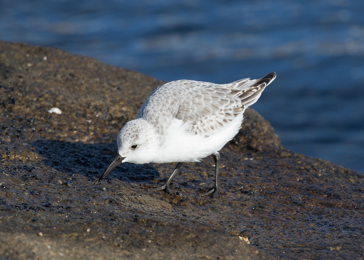 Txirri zuria - ML645244705