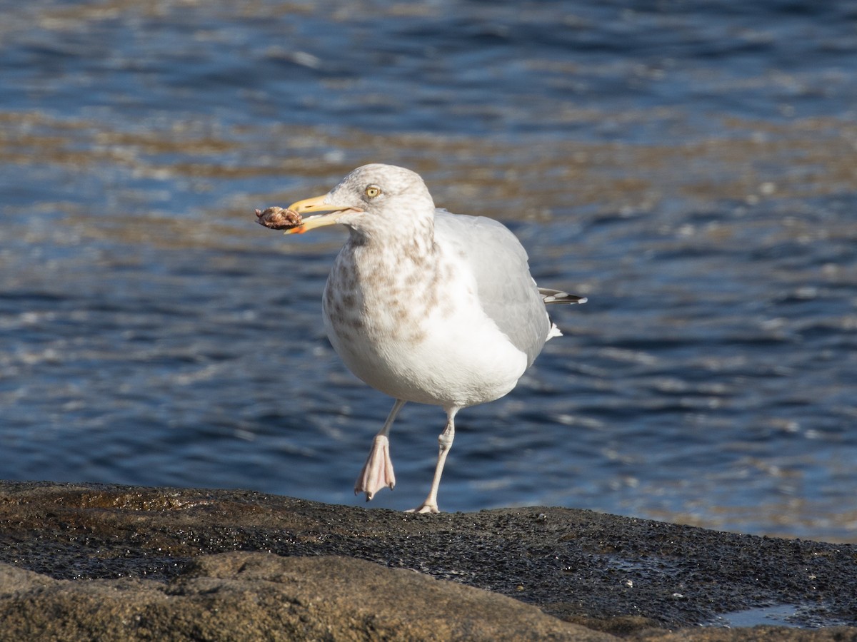 Kaio hauskara amerikarra - ML645244712