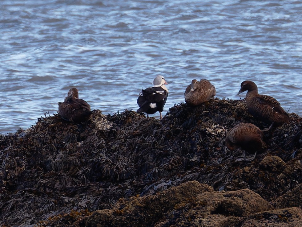 Eider erregea - ML645244718