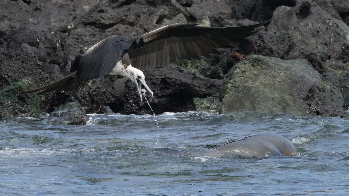 פריגט גדול - ML645244728