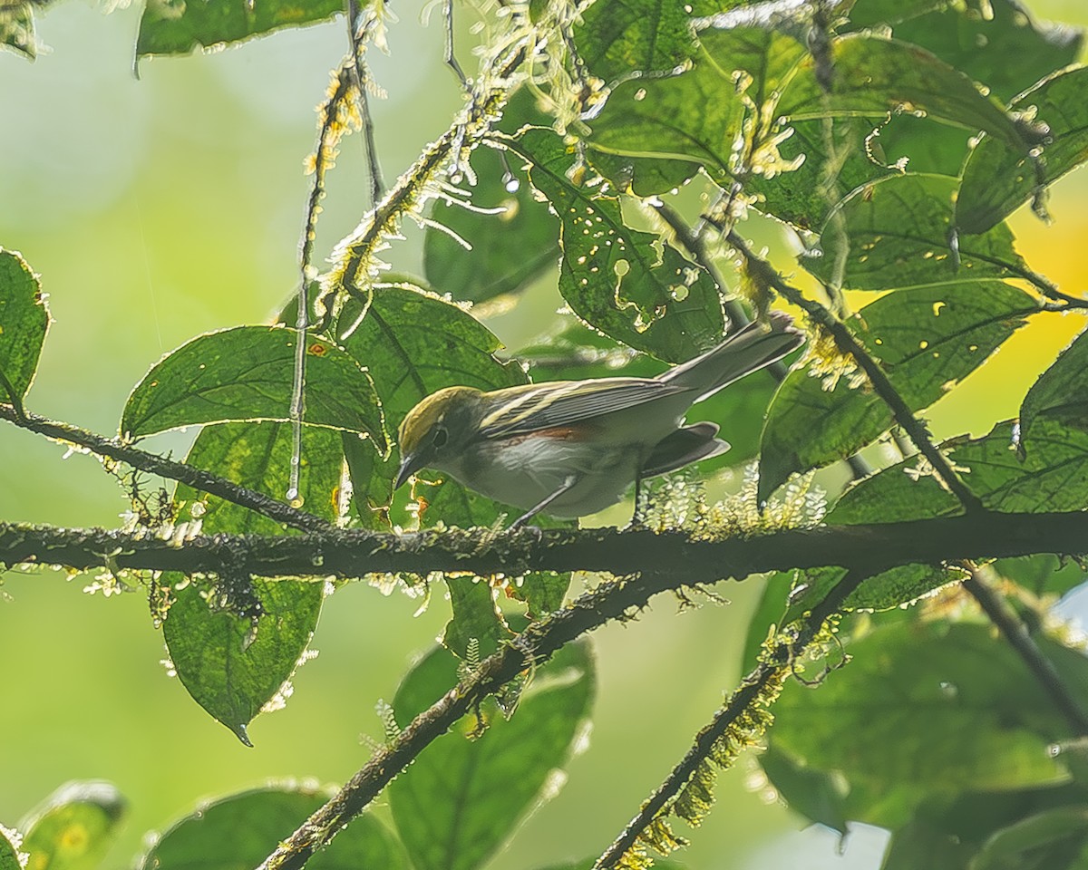 Reinita de Pensilvania - ML645244755