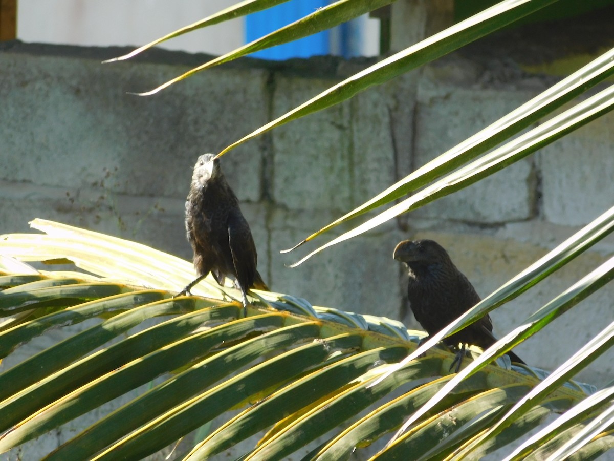 Smooth-billed Ani - ML645244764