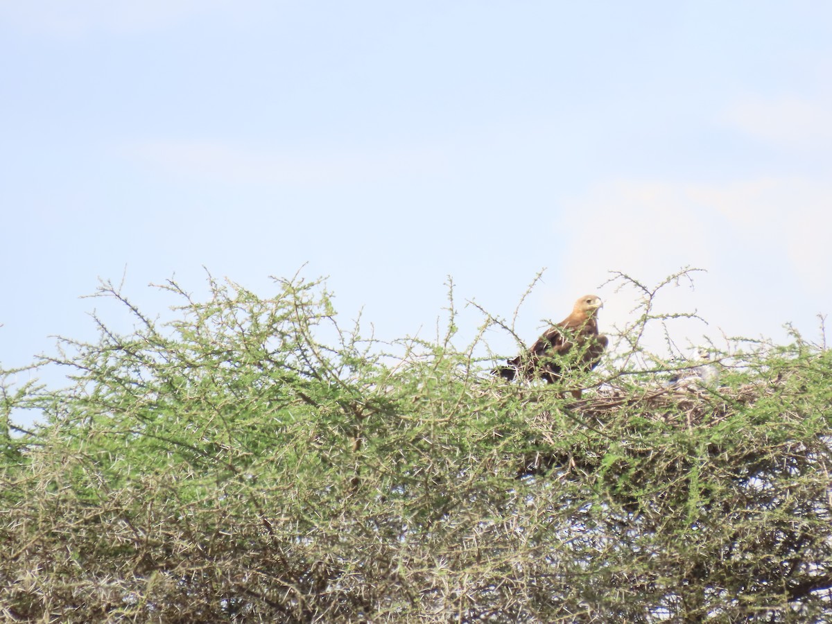 Tawny Eagle - ML645244777