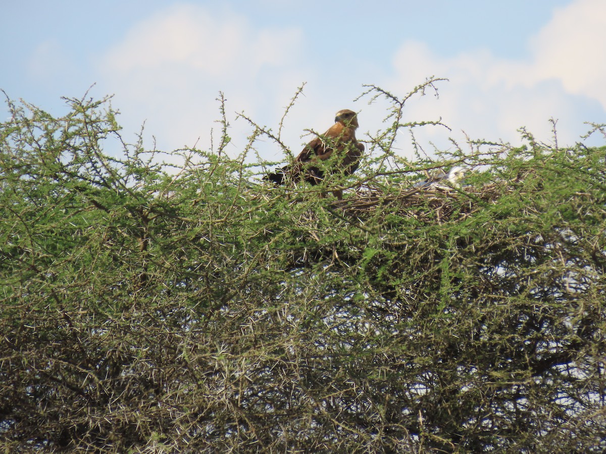 Tawny Eagle - ML645244778