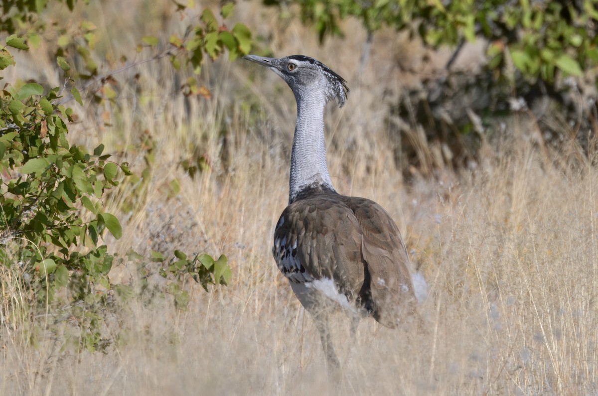 Kori Bustard - ML645244781