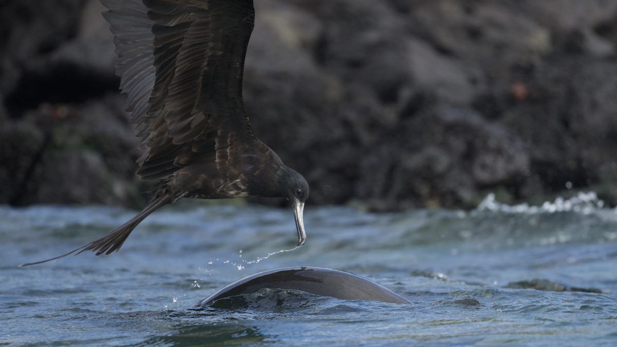 פריגט גדול - ML645244846