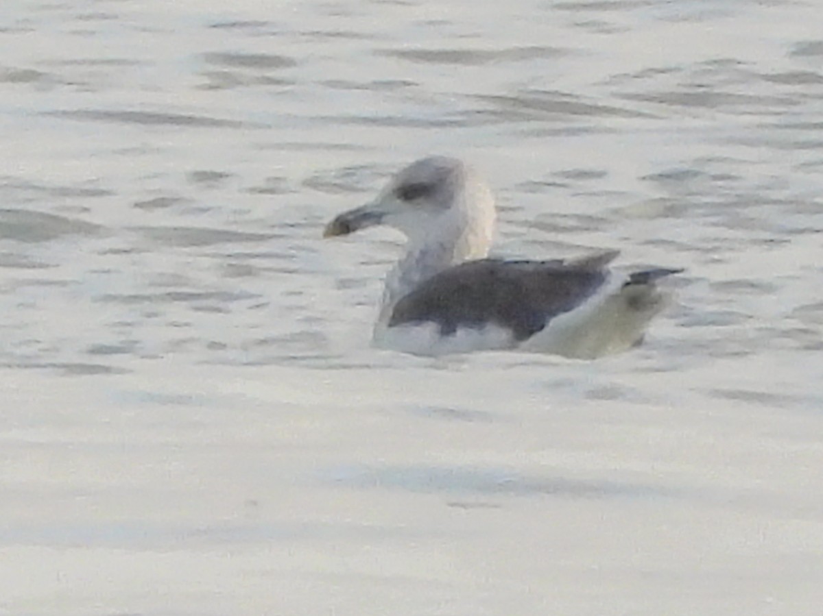 Zafferano - ML645244869