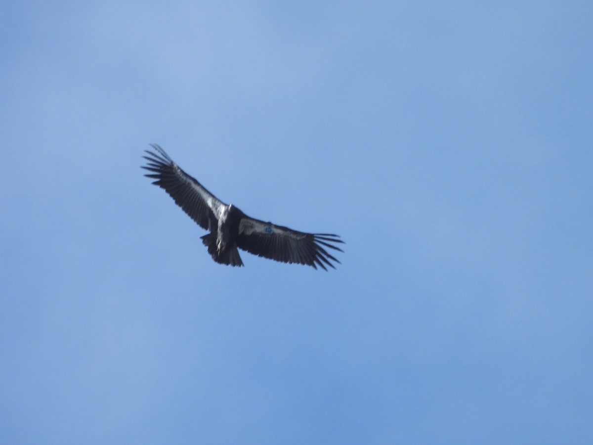 Kalifornienkondor - ML645244895