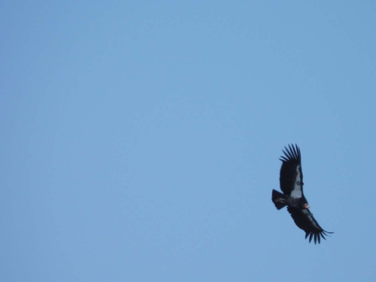 Kalifornienkondor - ML645244896