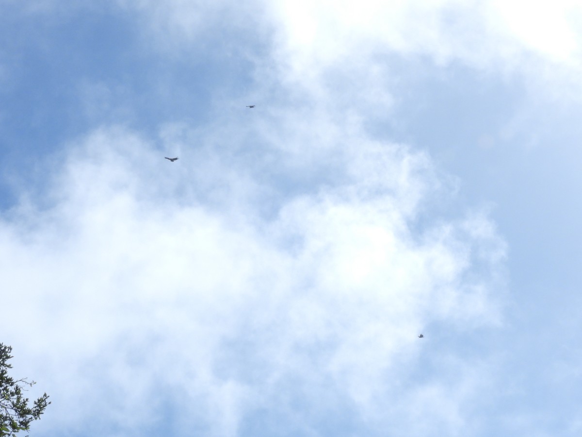 Kalifornienkondor - ML645244903