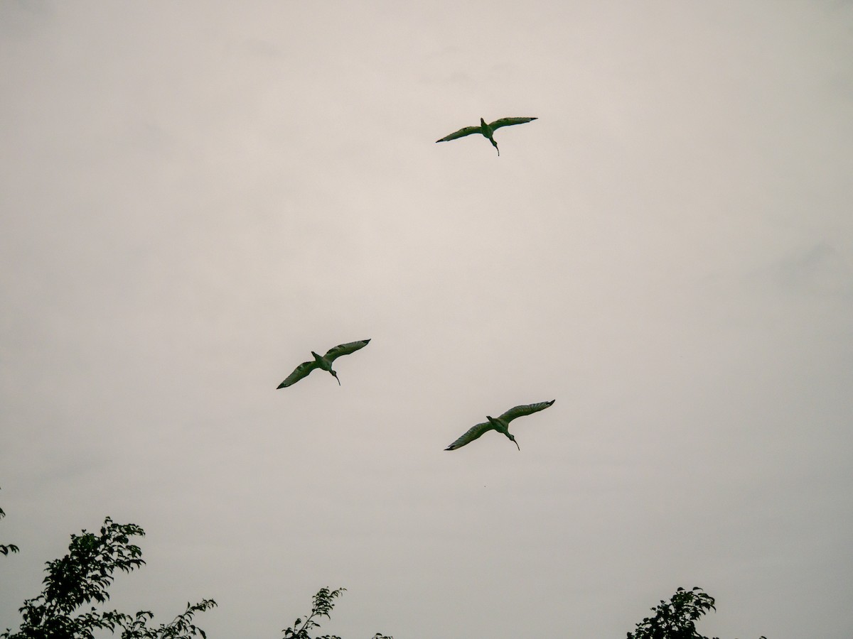 Ak Aynak - ML645244906