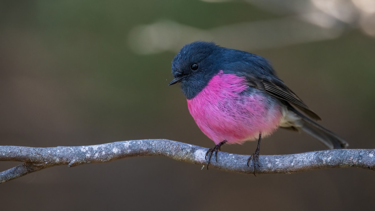 Pink Robin - ML645244921