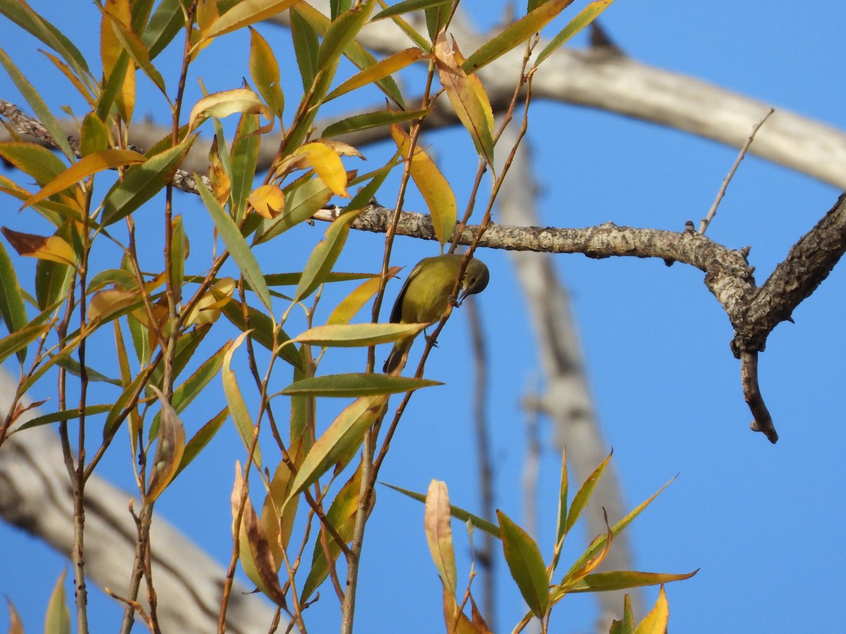 Orange-crowned Warbler - Jeff Percell