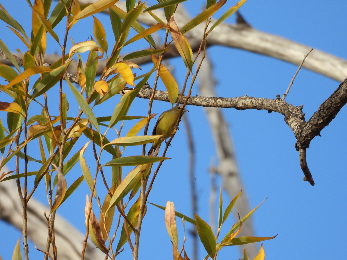 Orange-crowned Warbler - Jeff Percell