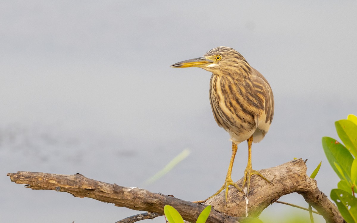 Indian Pond-Heron - ML645244947
