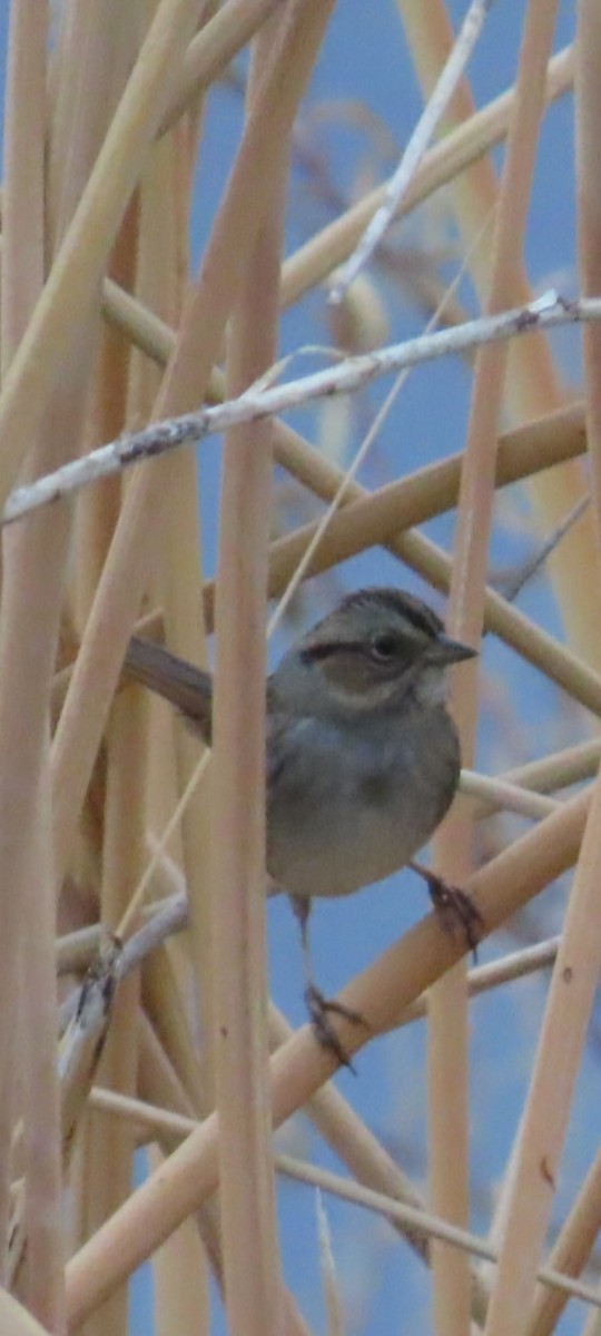 Swamp Sparrow - ML645244962