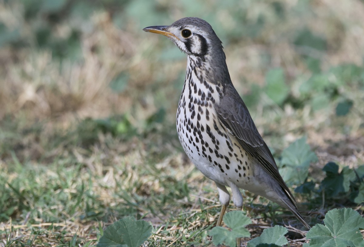 Groundscraper Thrush - ML645244981