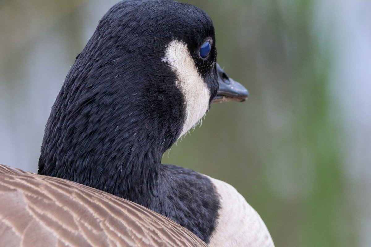 Barnacla Canadiense Grande - ML645244983