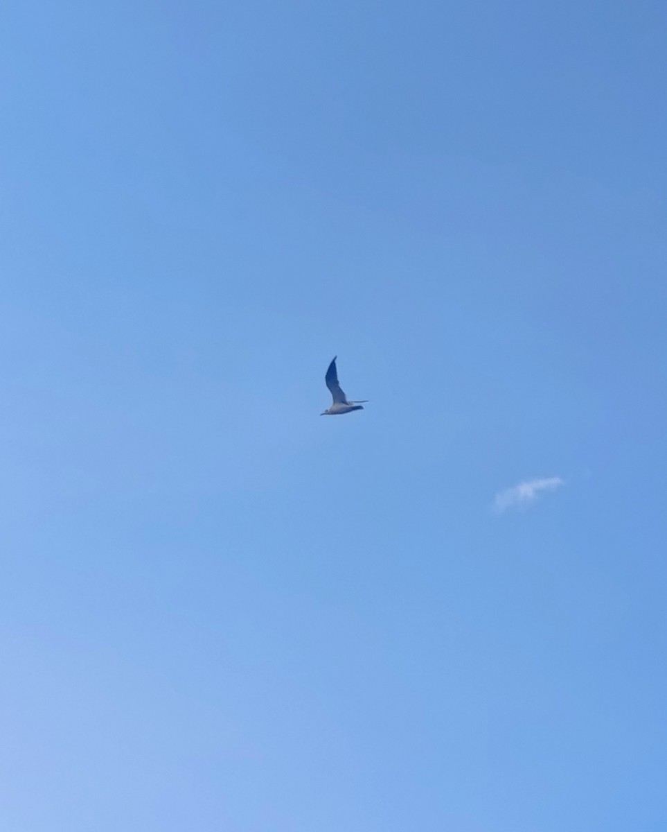 Yellow-billed Tern - ML645244986