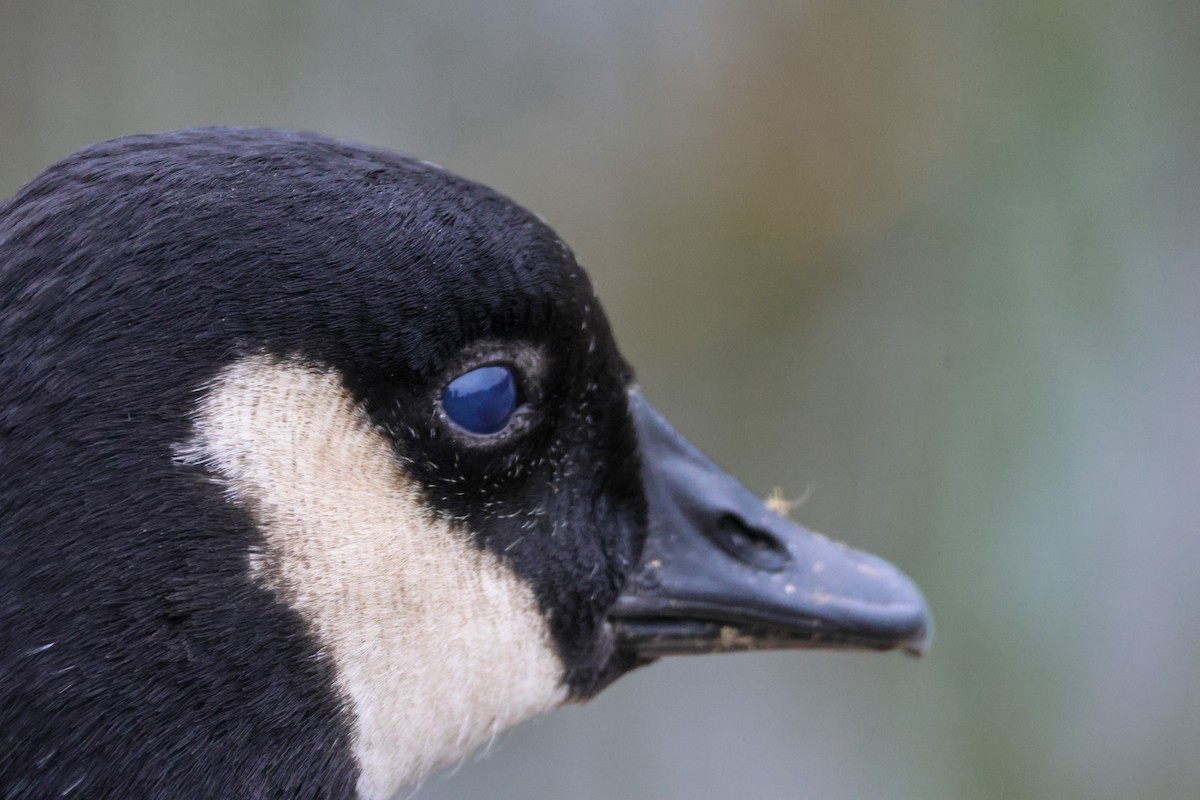 Barnacla Canadiense Grande - ML645244989