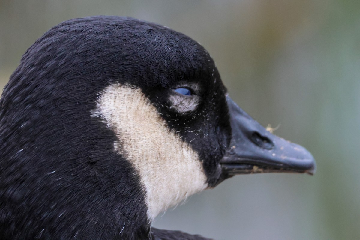 Barnacla Canadiense Grande - ML645244991