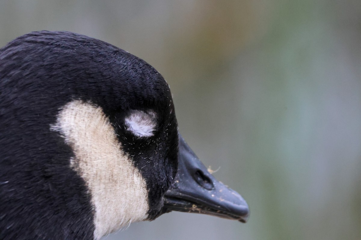 Barnacla Canadiense Grande - ML645244994