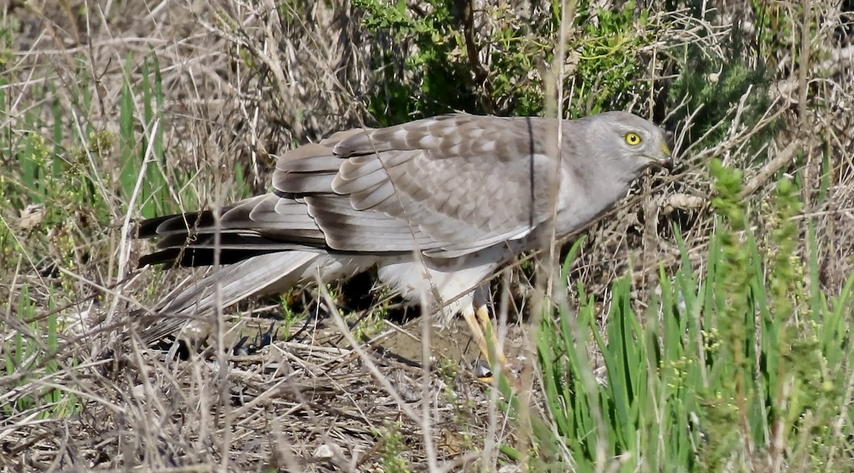 Northern Harrier - ML645244995