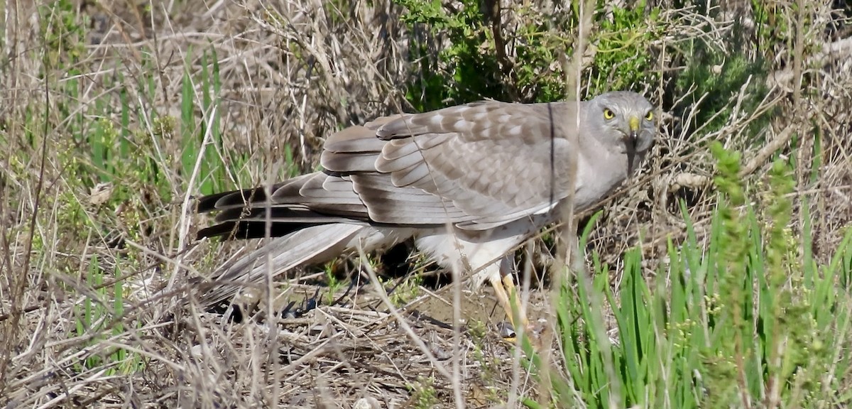 Northern Harrier - ML645244999
