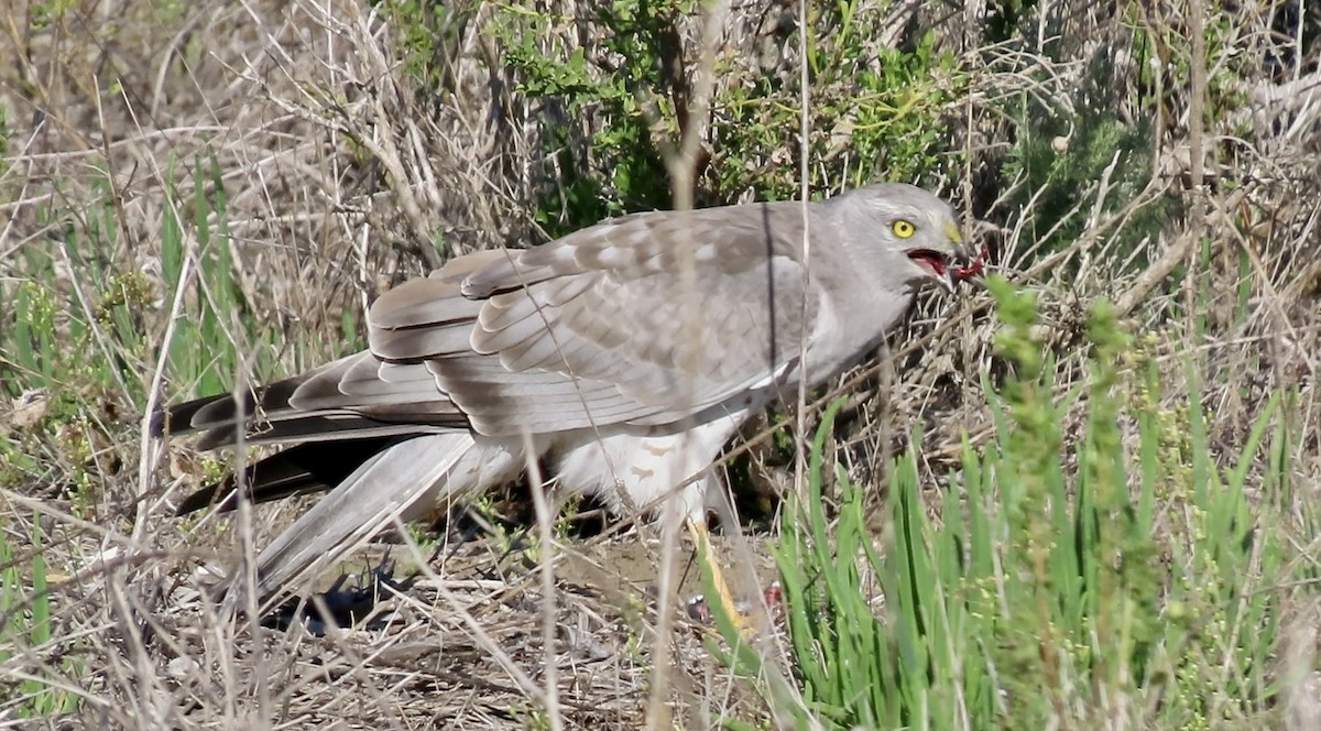 Northern Harrier - ML645245003