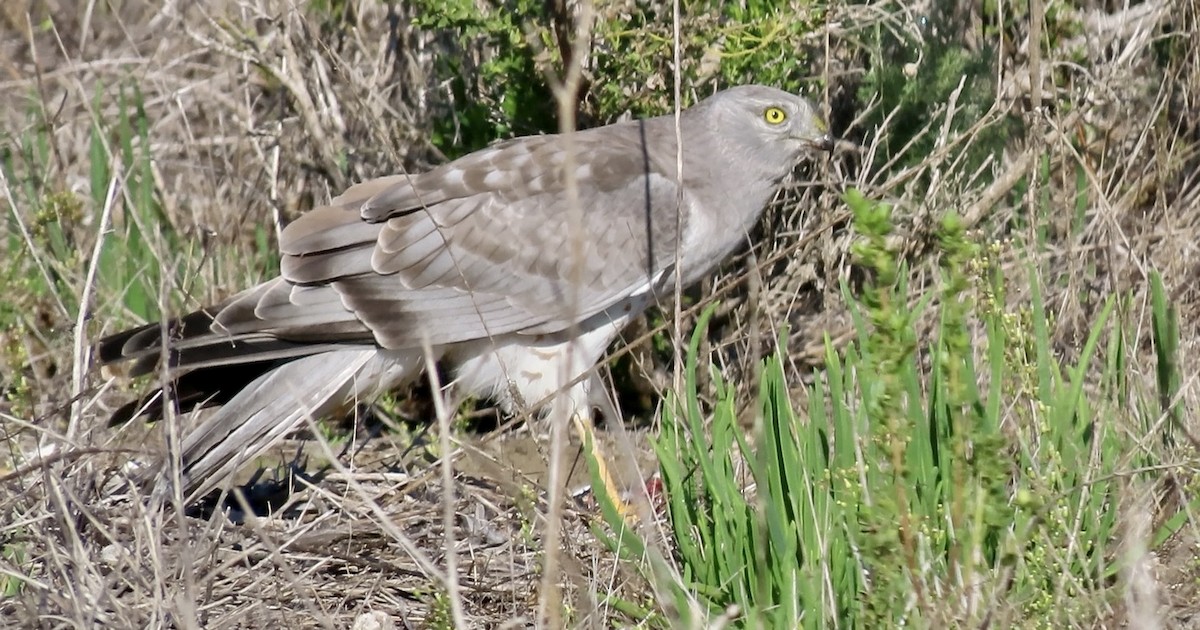 Northern Harrier - ML645245006