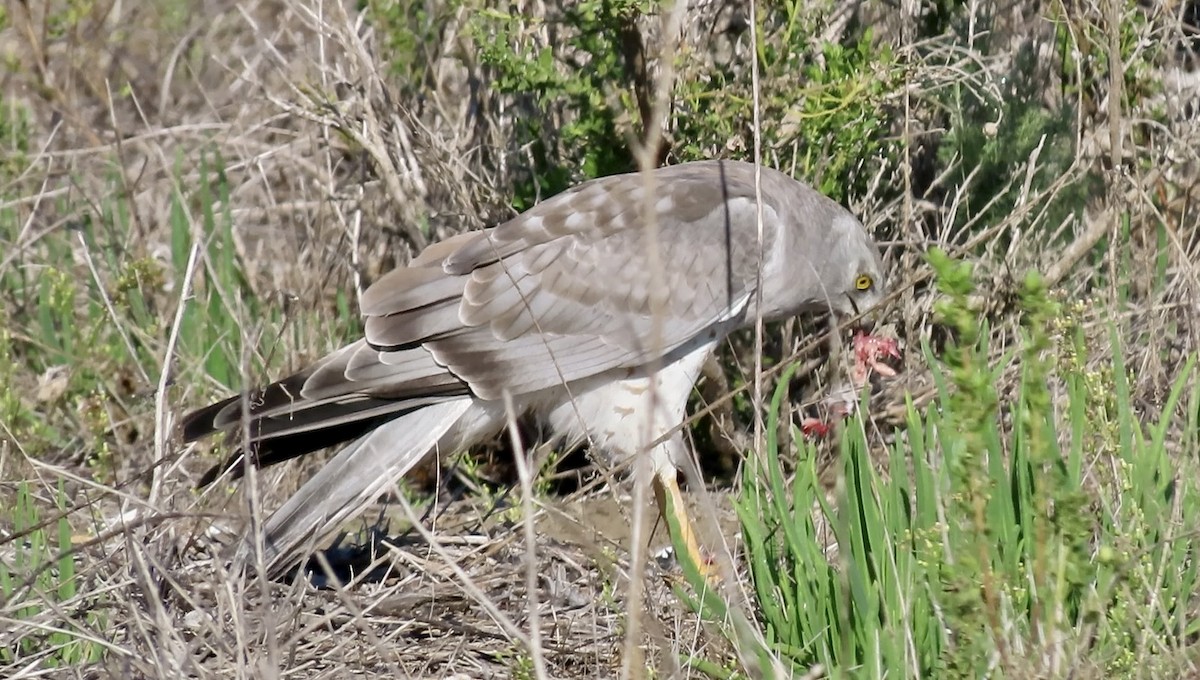 Northern Harrier - ML645245010