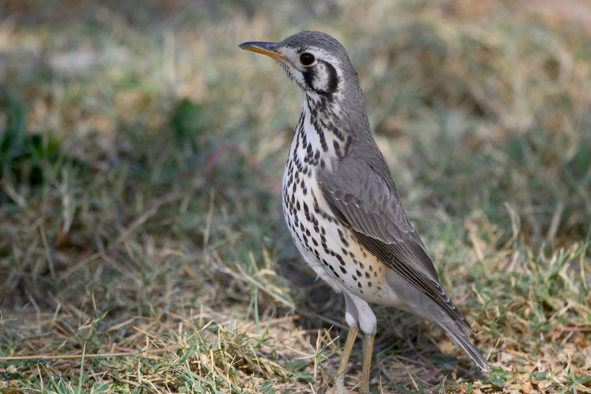 Groundscraper Thrush - ML645245018