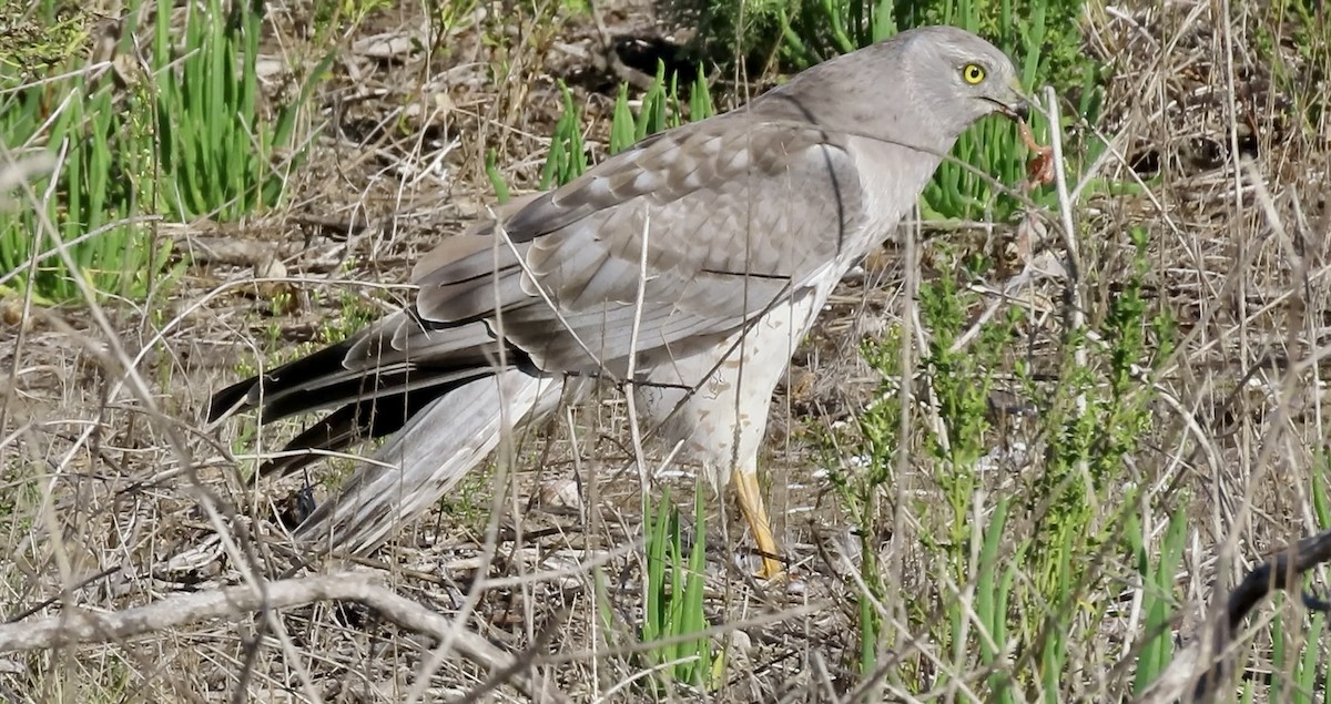 Northern Harrier - ML645245019