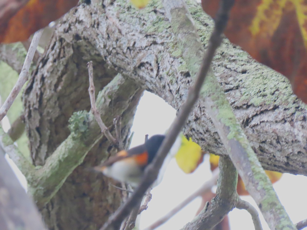 American Redstart - ML645245021