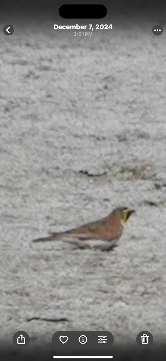 Horned Lark - ML645245023