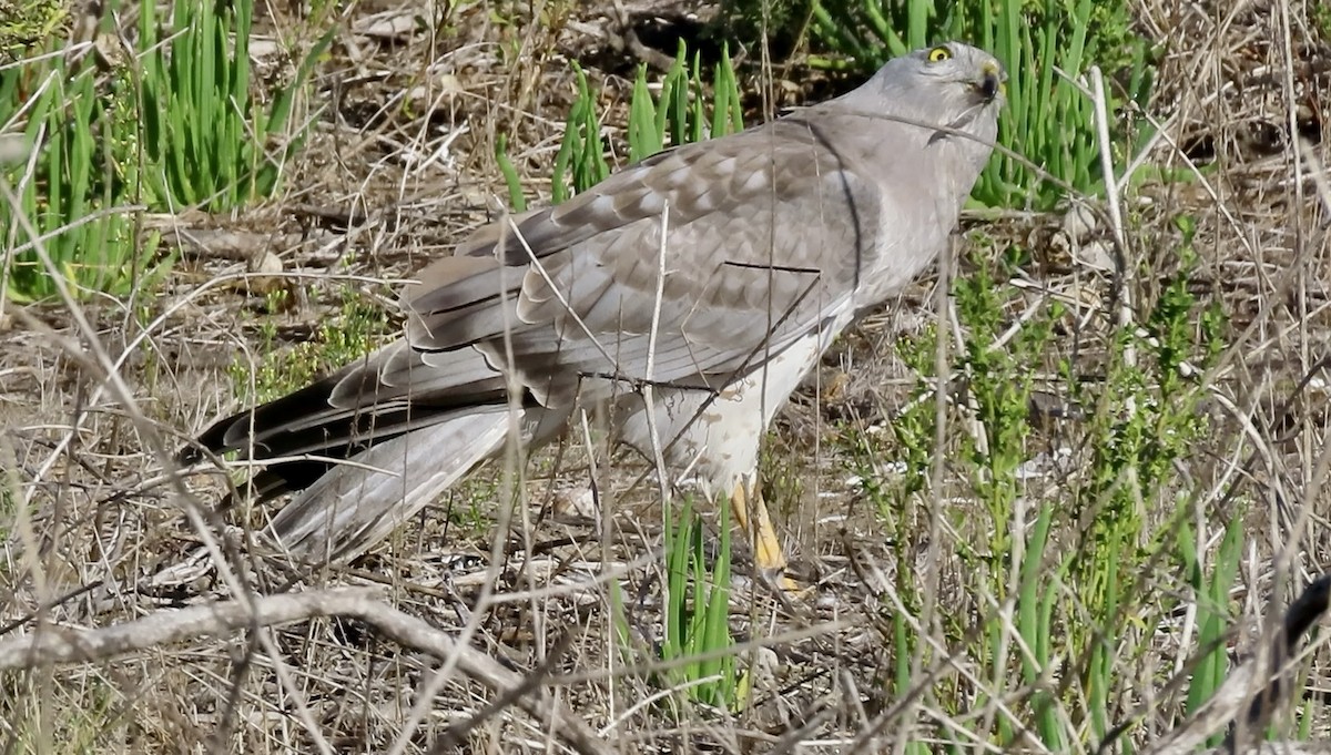 Northern Harrier - ML645245025